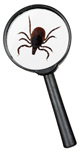 picture of deer tick and magnifying glass