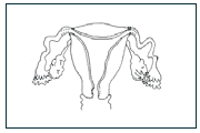 ovaries, uterus and fallopian tubes