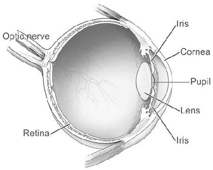 Layout of the Eye