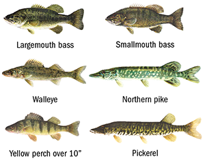 largemouth bass, smallmouth bass, walleye, northern pike, pickerel, and larger yellow perch (over 10 inches)