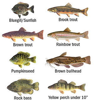 bluegill/sunfish, brook trout, brown trout, rainbow trout, pumpkinseed, brown bullhead, rock bass, and smaller yellow perch (under 10 inches)