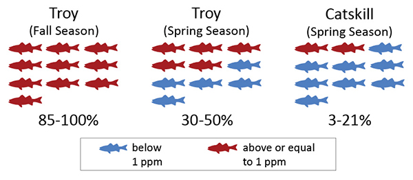 Illustration showing an angler's chances of catching a striped bass with PCB levels over 1ppm in different fishing locations and seasons on the Hudson - Troy during the fall 85 to 100% chance, Troy during the spring 30 to 50% chance, Catskill during the spring 3 to 21% chance