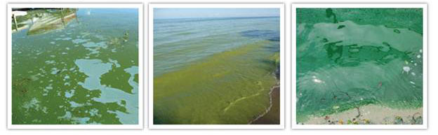 pictures of blue-green algae blooms